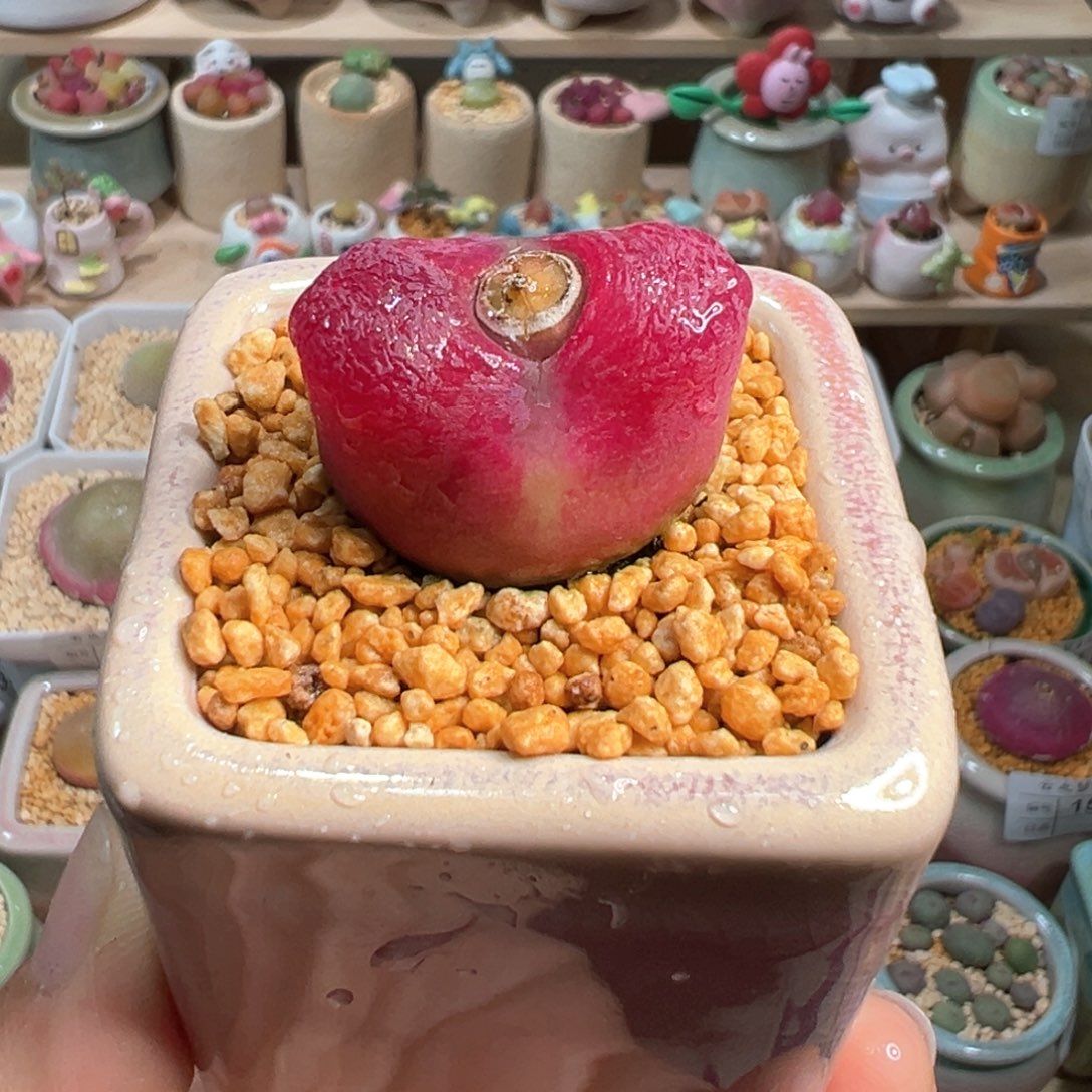 多肉植物214号毛毛