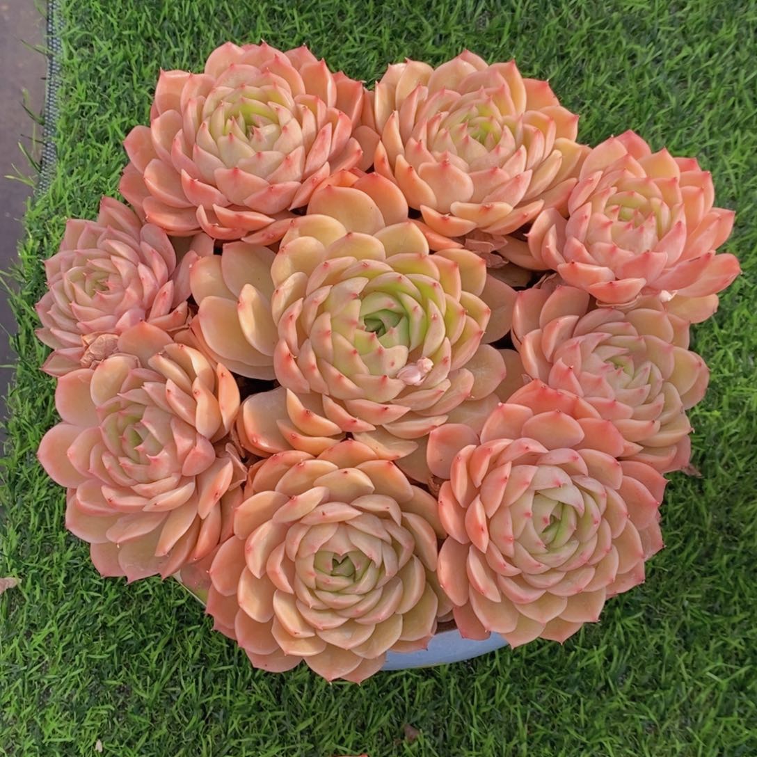 昂斯诺 一物一拍 