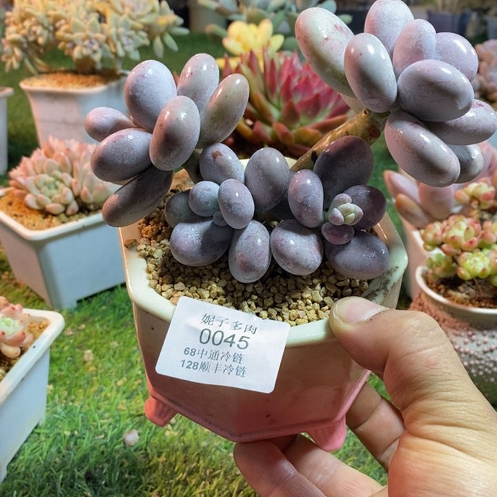 0045啊啊啊啊啊啊啊啊啊