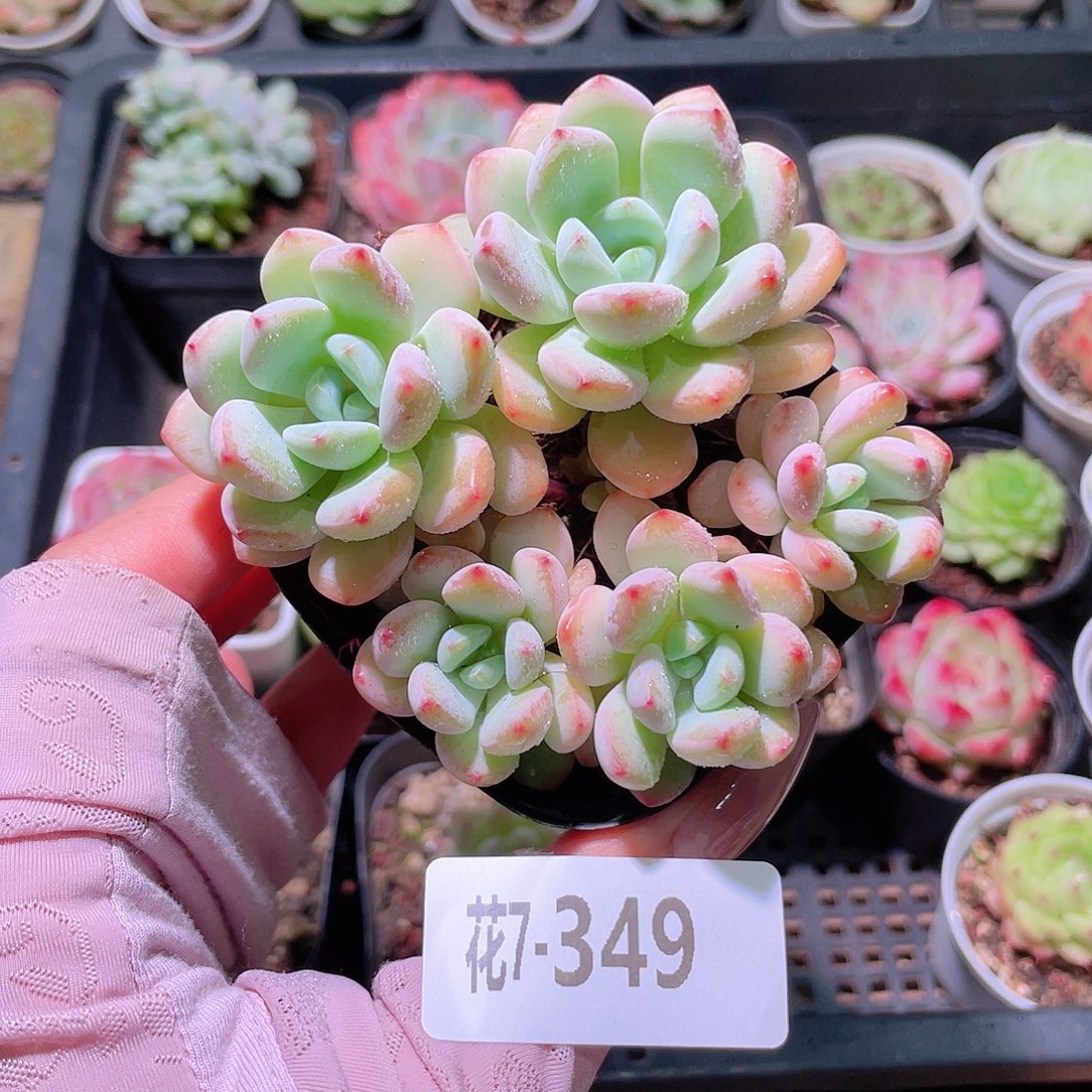 花利美7-349新品群