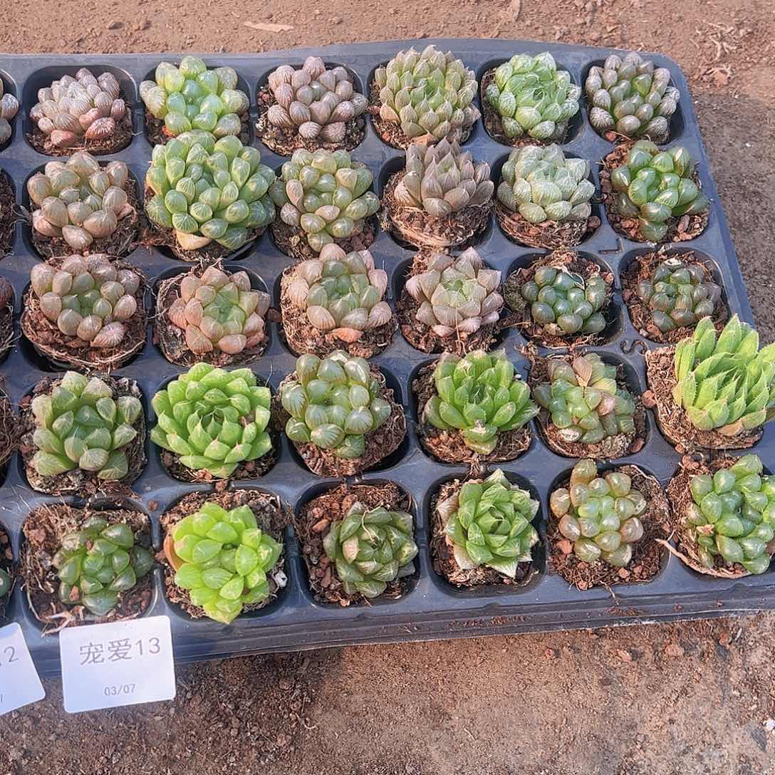 直播福利一物一拍瑕疵不售后13