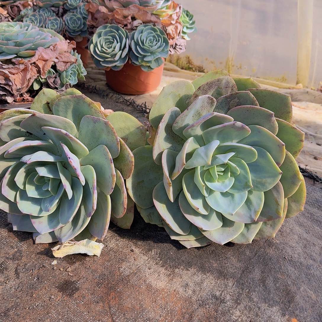 老桩白凤多肉冠服20厘米左右