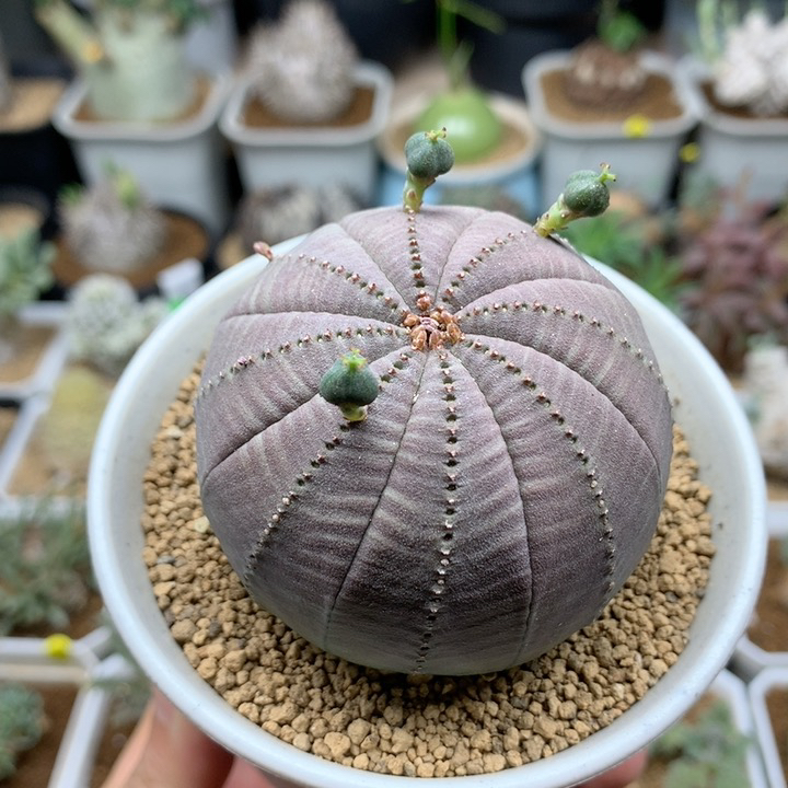 实生欧系布纹球带盆