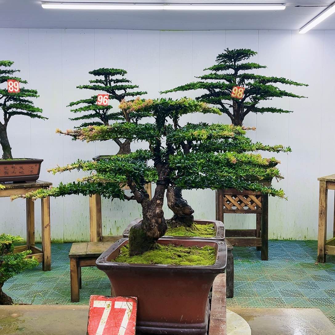 完全开放罗汉松盆景艺术