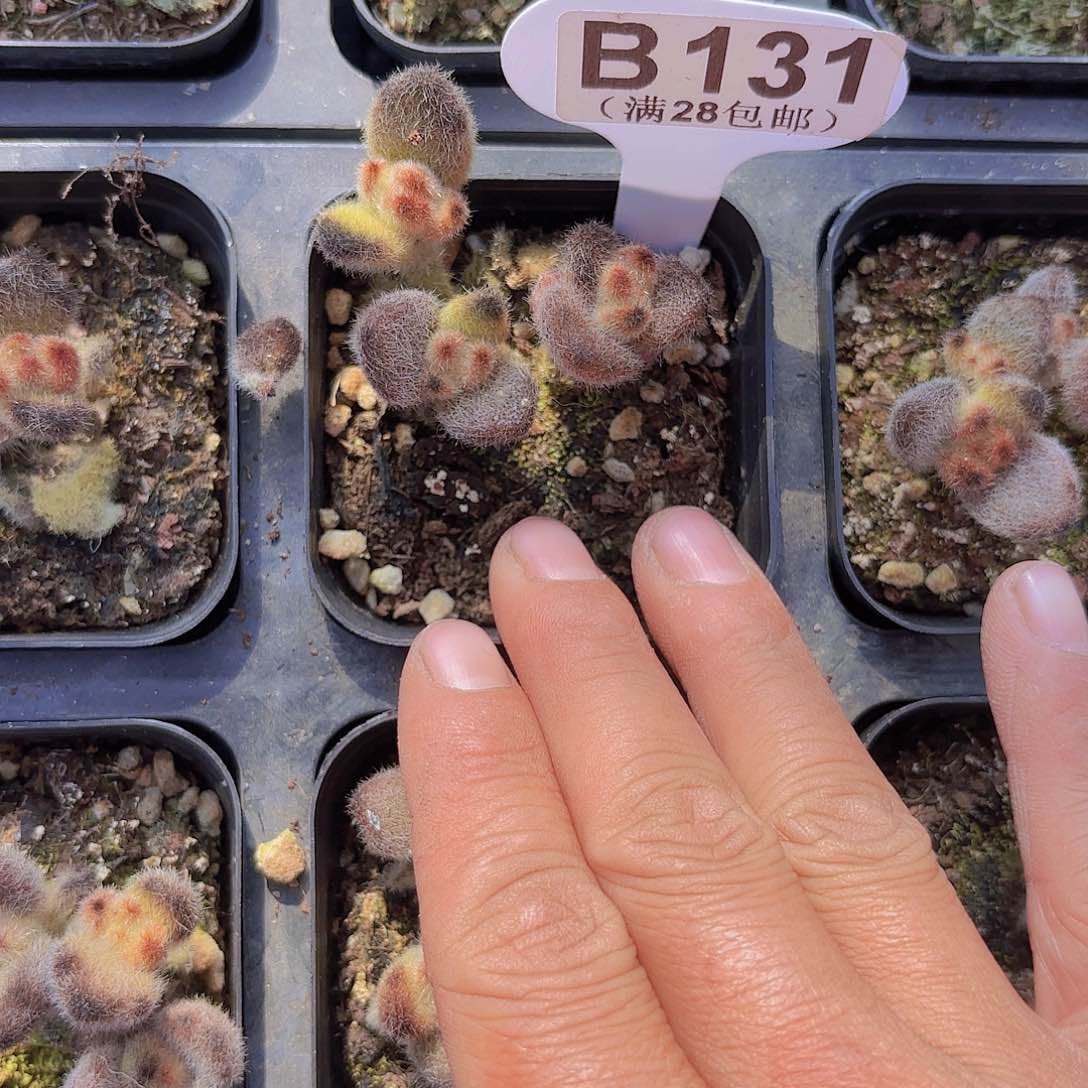 B131泰迪熊一物一拍