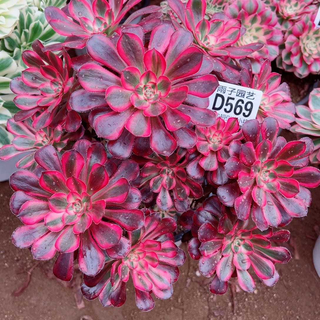 569丽娜雨子多肉植物