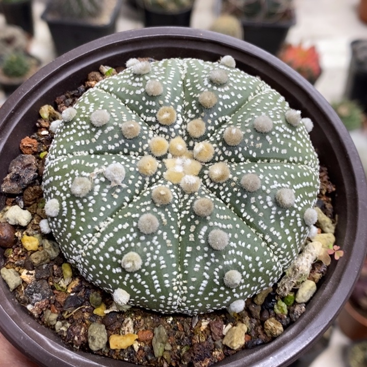 实生大号超兜特价