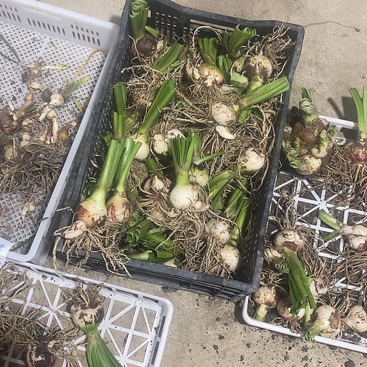 六公分安吉拉朱顶红无激素