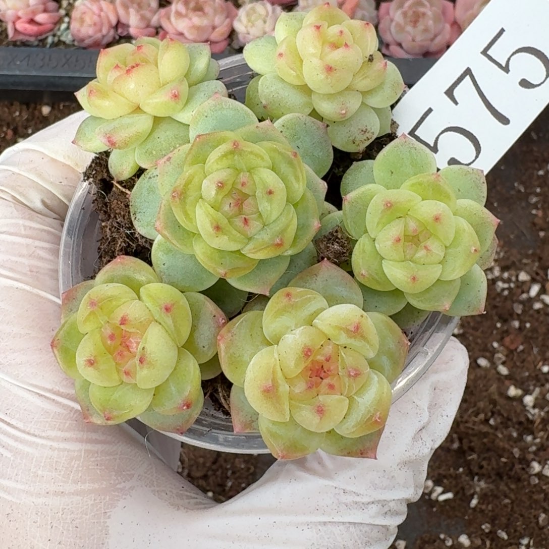 多肉植物多肉植物575