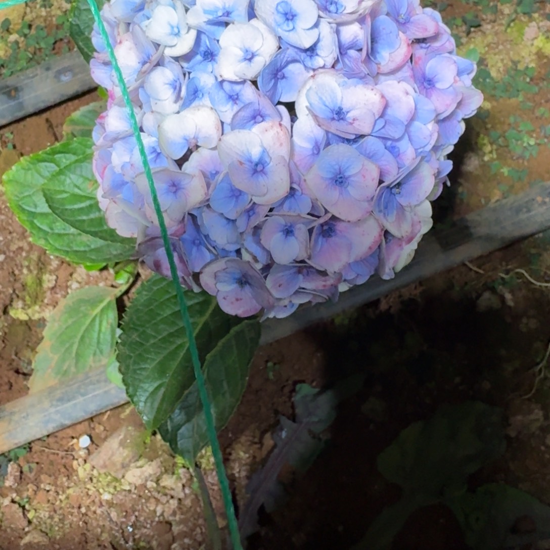 大部分花苞少量开放16