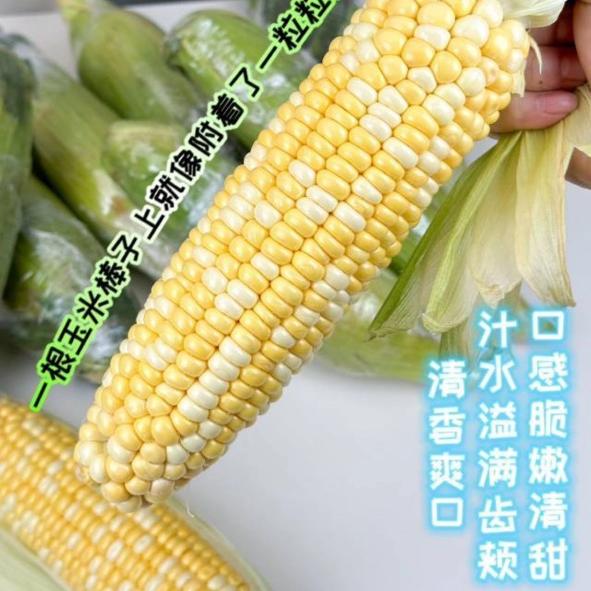 【小时达】太阳花玉米2根香糯玉米湖南省湖南省长沙市