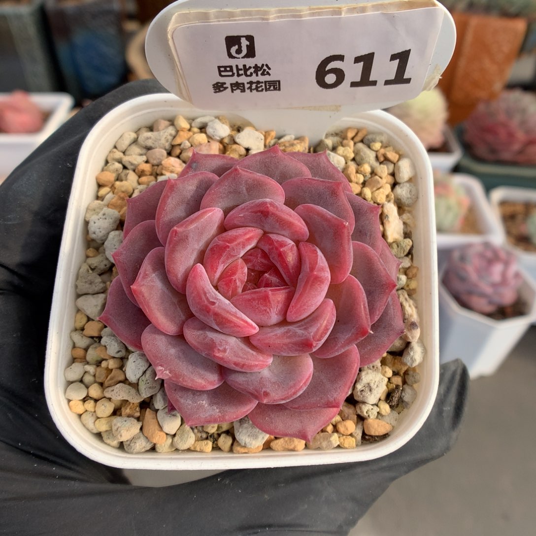 611 紫皮琥珀多肉