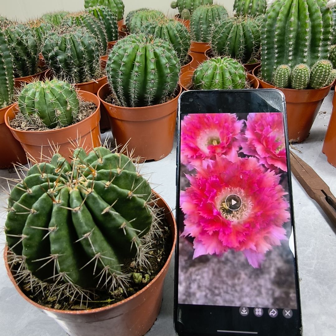 自根羽毛6号带盆土发货（7cm）