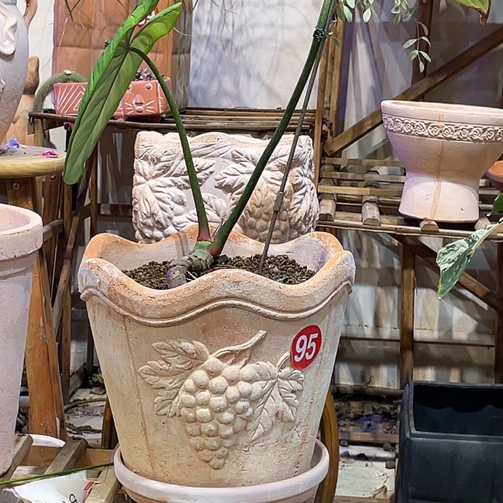 红陶31×27一个花盆手工