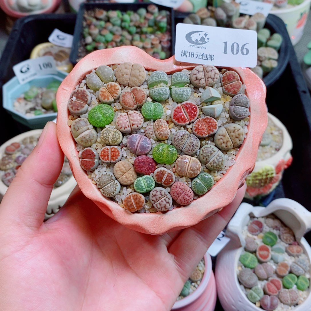 生石花花花花花花106
