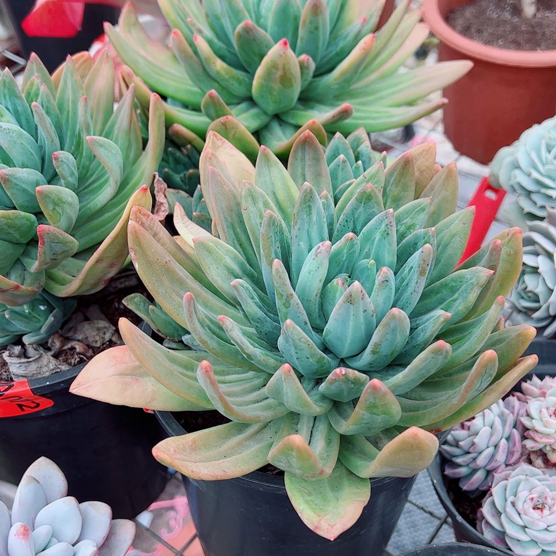 海洋之歌大单头精品特价