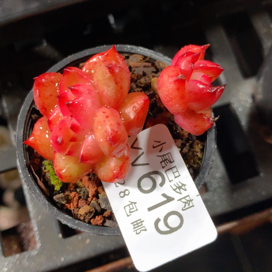 5CM拇指盆精控多肉YV619