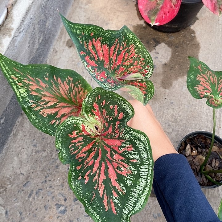 泰国彩叶320-0126 多肉