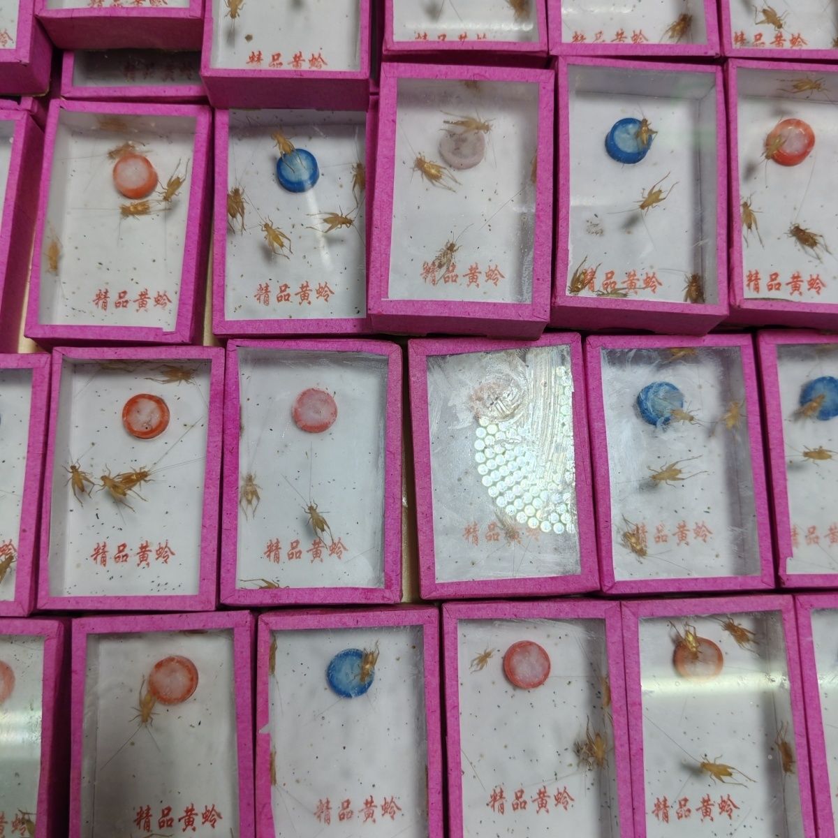 24K黄金小黄蛉,红胸蚁蛉纸盒模型