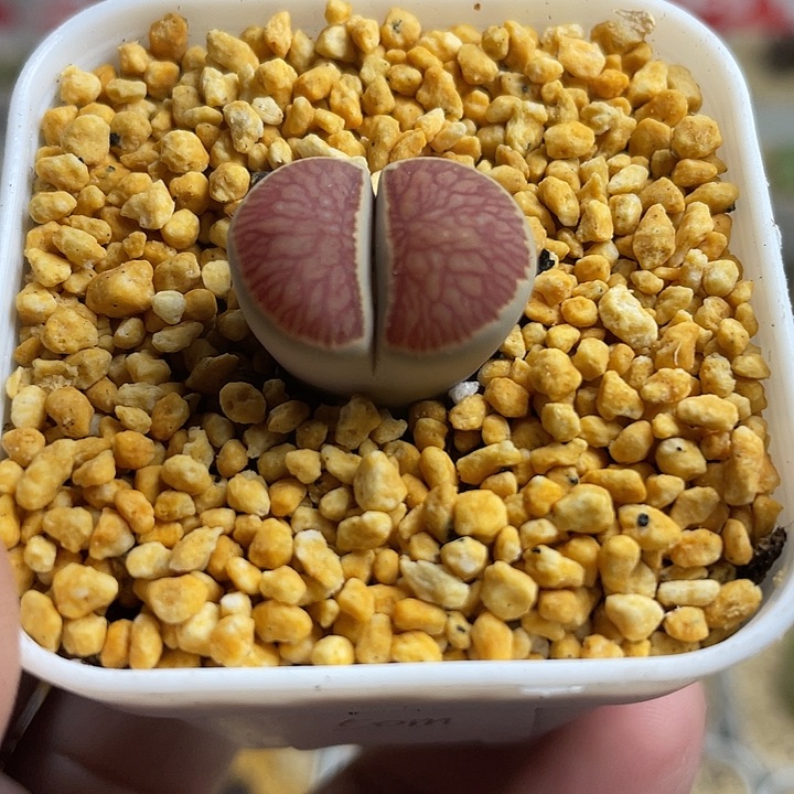 家人园艺多肉生石花dt50