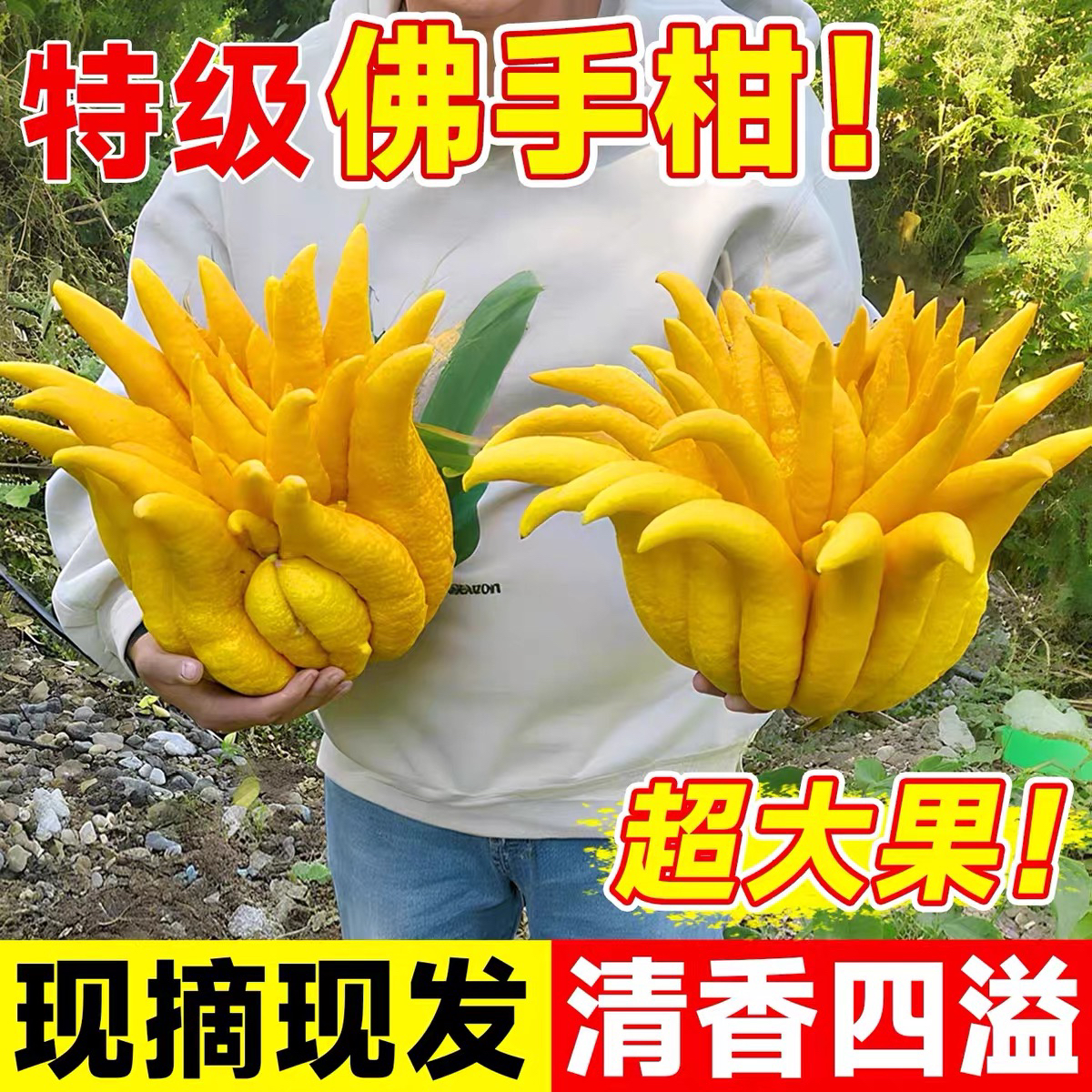 【精品佛手柑】佛手柑新鲜现摘鲜果带枝条水培车载闻香观赏清供