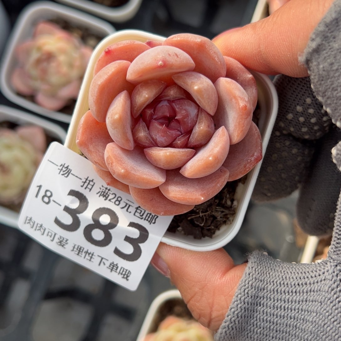 荔枝粉多肉多肉多肉多肉