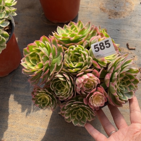 585海仙多肉植物，