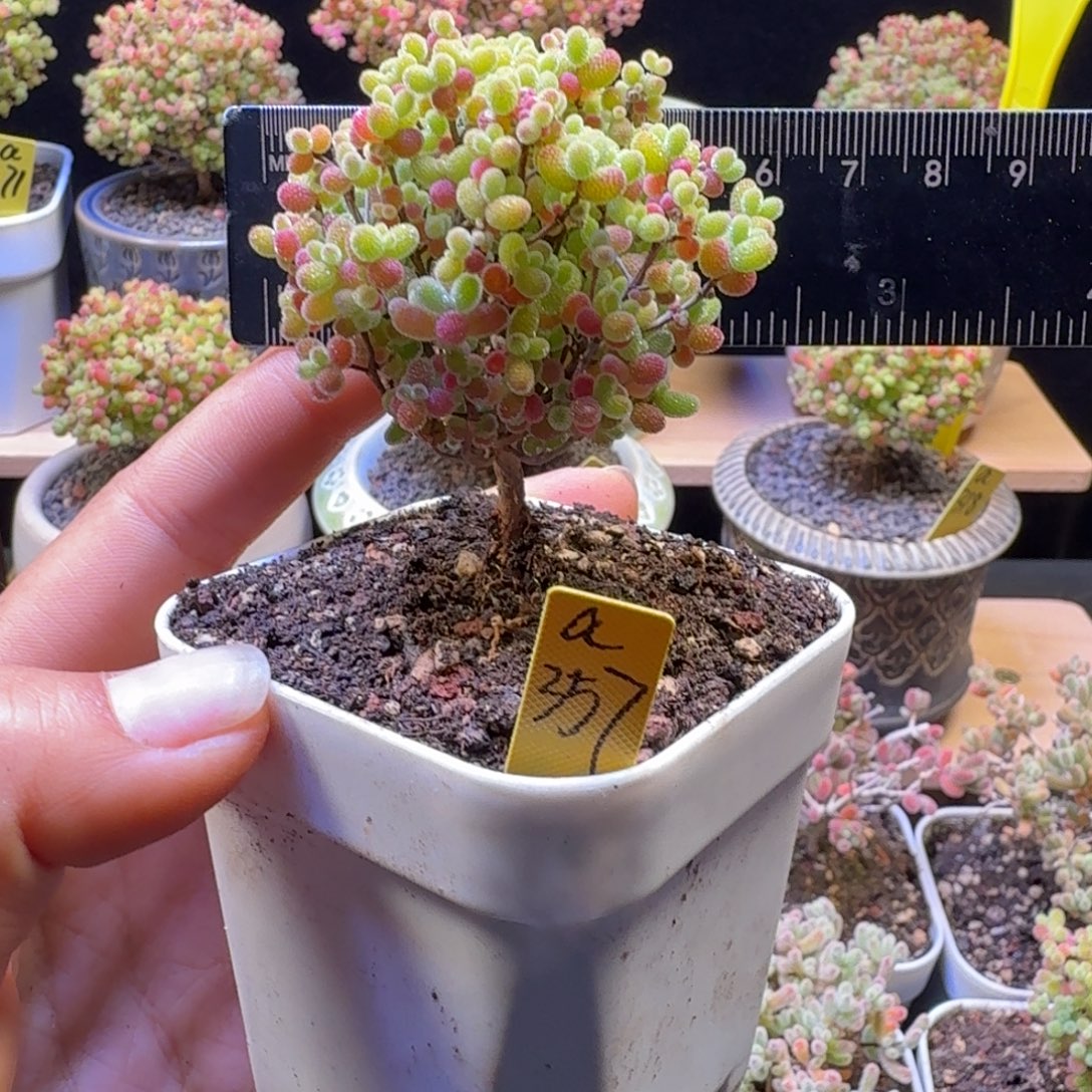 a357号橘子糖冠服6厘米左右