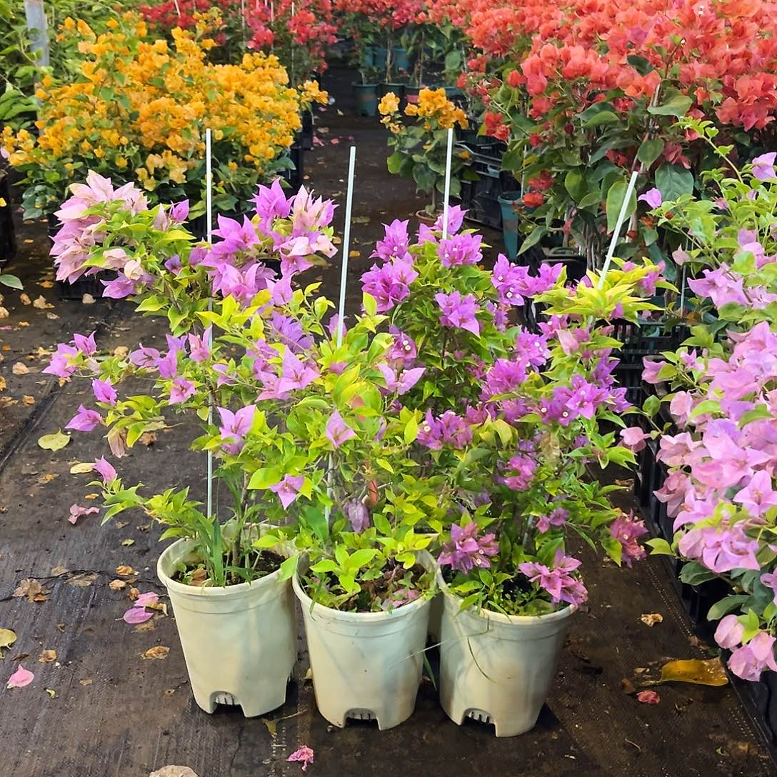 完全开放粉红豹带竹一颗