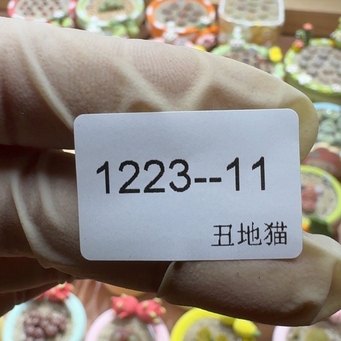 J***e1223-011四包硅藻铺面