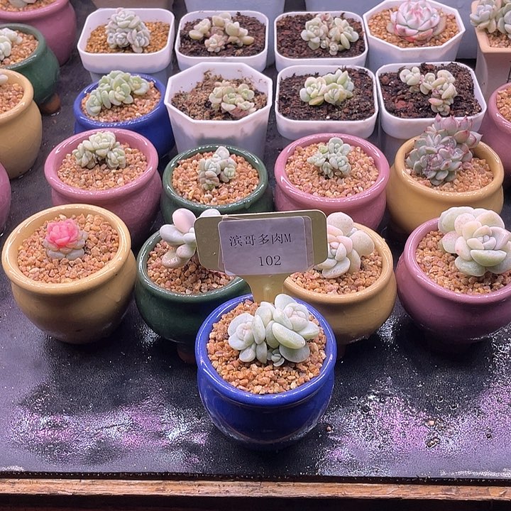 滨哥多肉M102双头冰玉石化带2个小崽