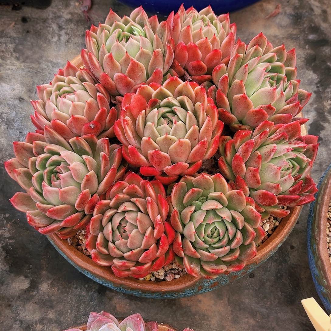 甲壳虫24公分99999999