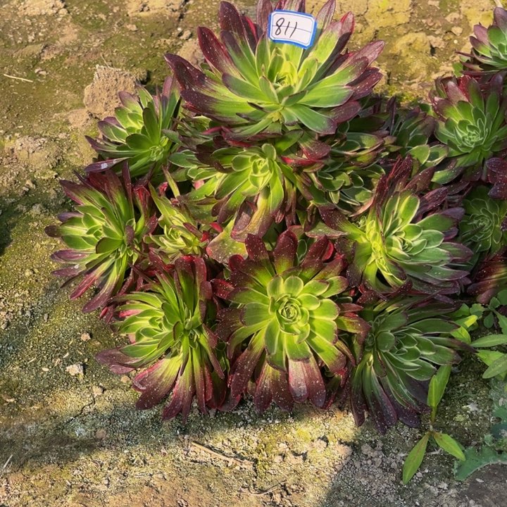 海王多肉植物老庄