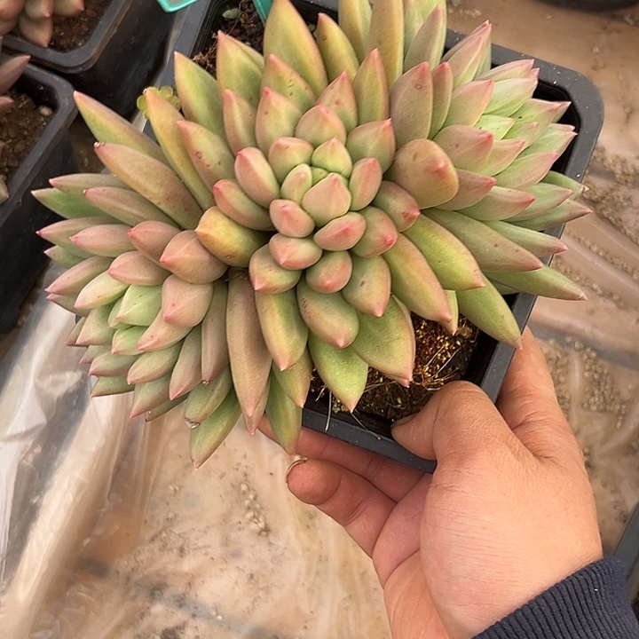 多肉植物米其林群