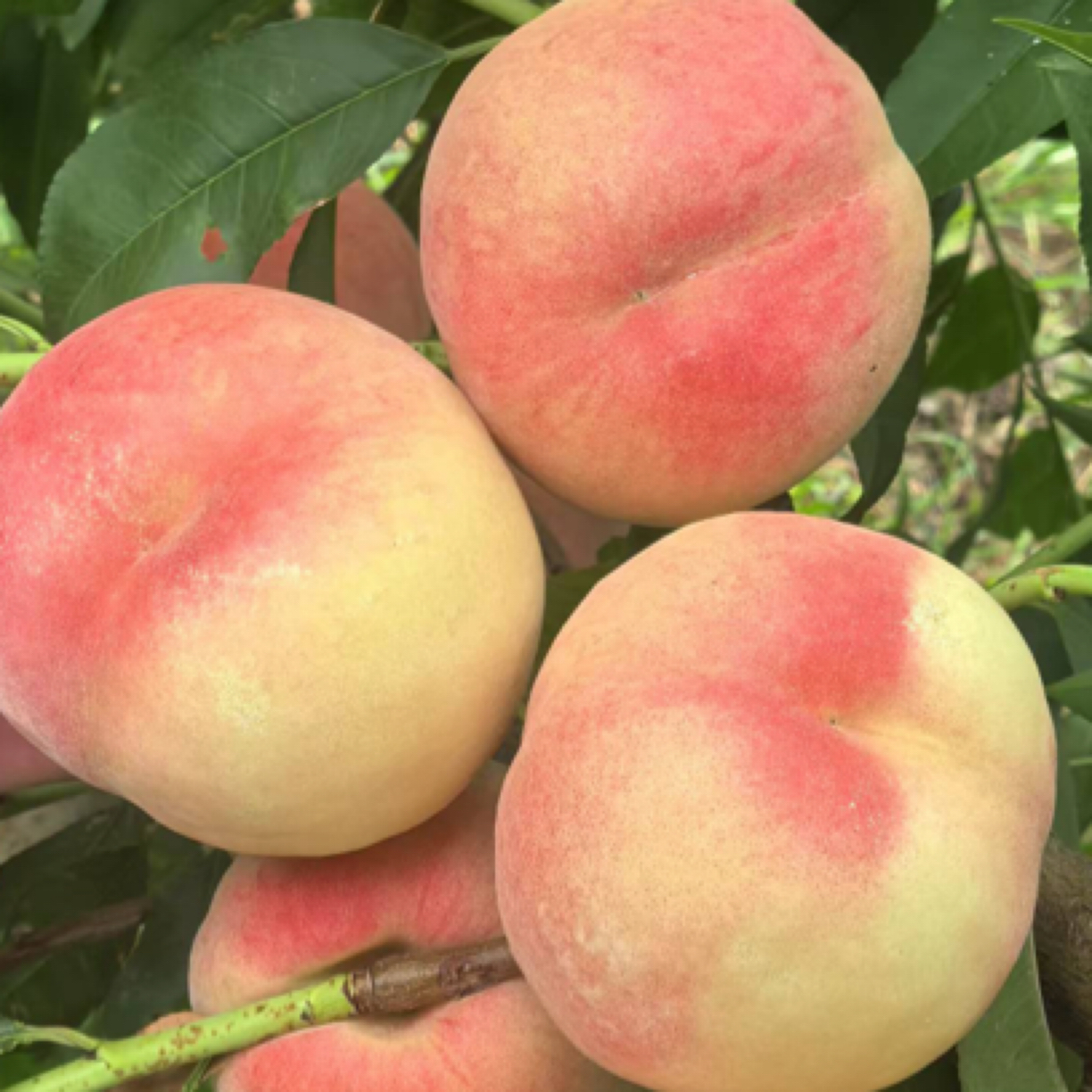 二级小苗50棵抗芽3号白肉毛桃SH肉质桃苗一年苗