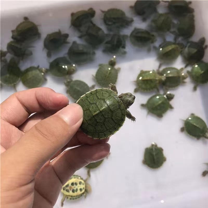 呆呆直播宠物专用链接