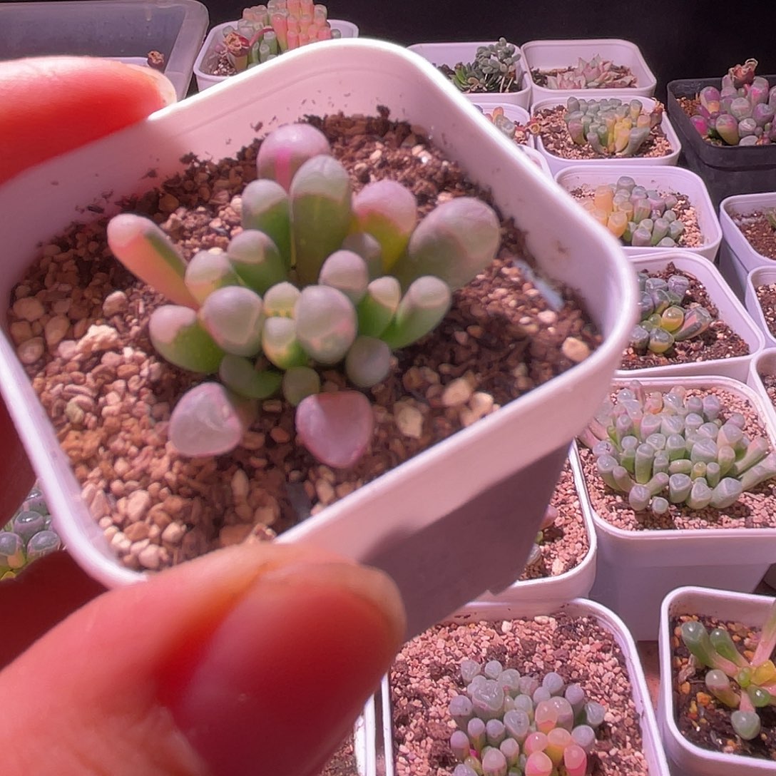 欢***五十玲玉锦特价一颗随单