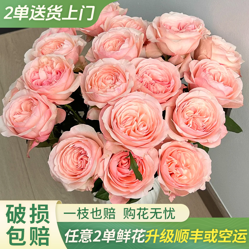 【大聪明卖花】凯瑟琳单头玫瑰-任意2单鲜花包邮发货后不支持退款