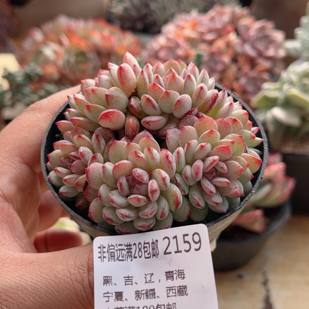 【闪购商品】2159鲁冰