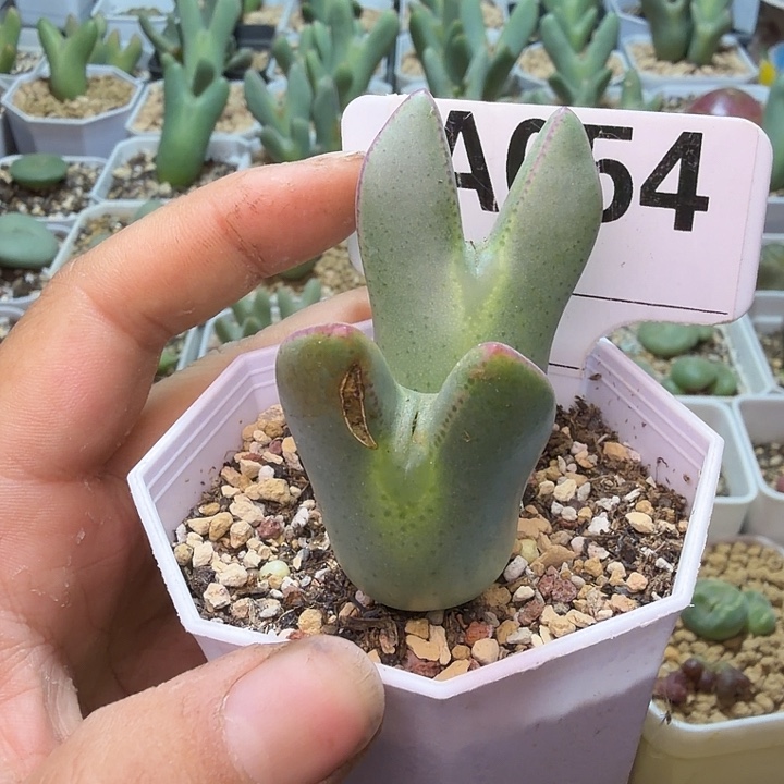 054。满38包邮肉锥