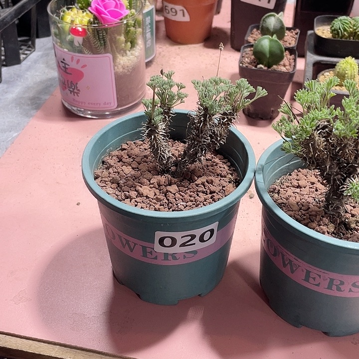 九***狐020大豪猪杨葵块根