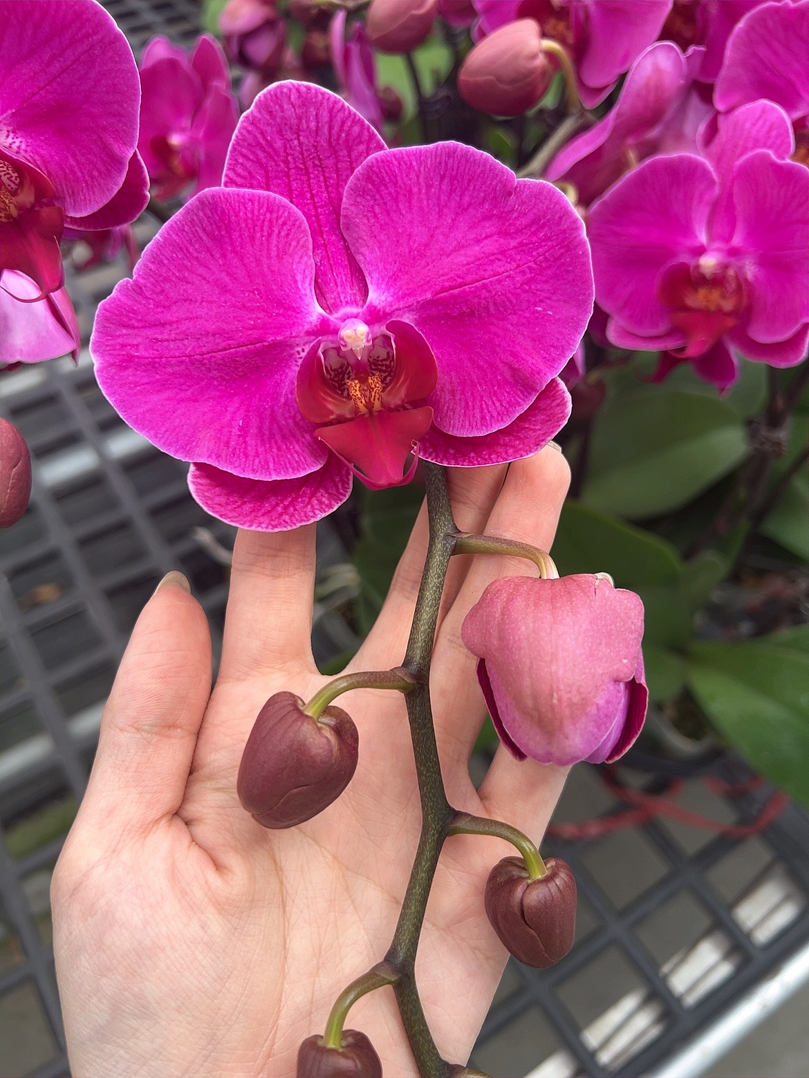 [挚爱06]2.8寸紫红色中花型蝴蝶兰带花带花苞发货