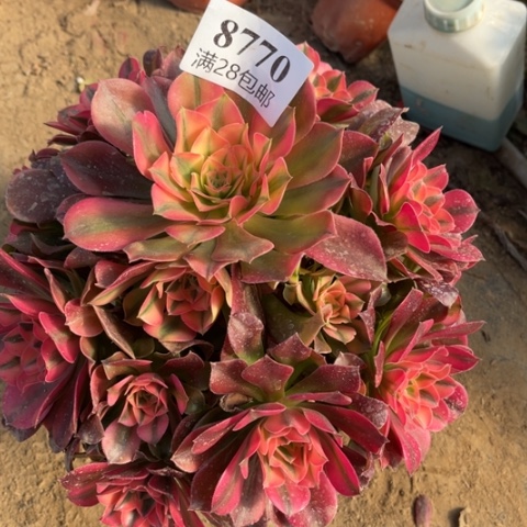 香妃多肉多肉8770