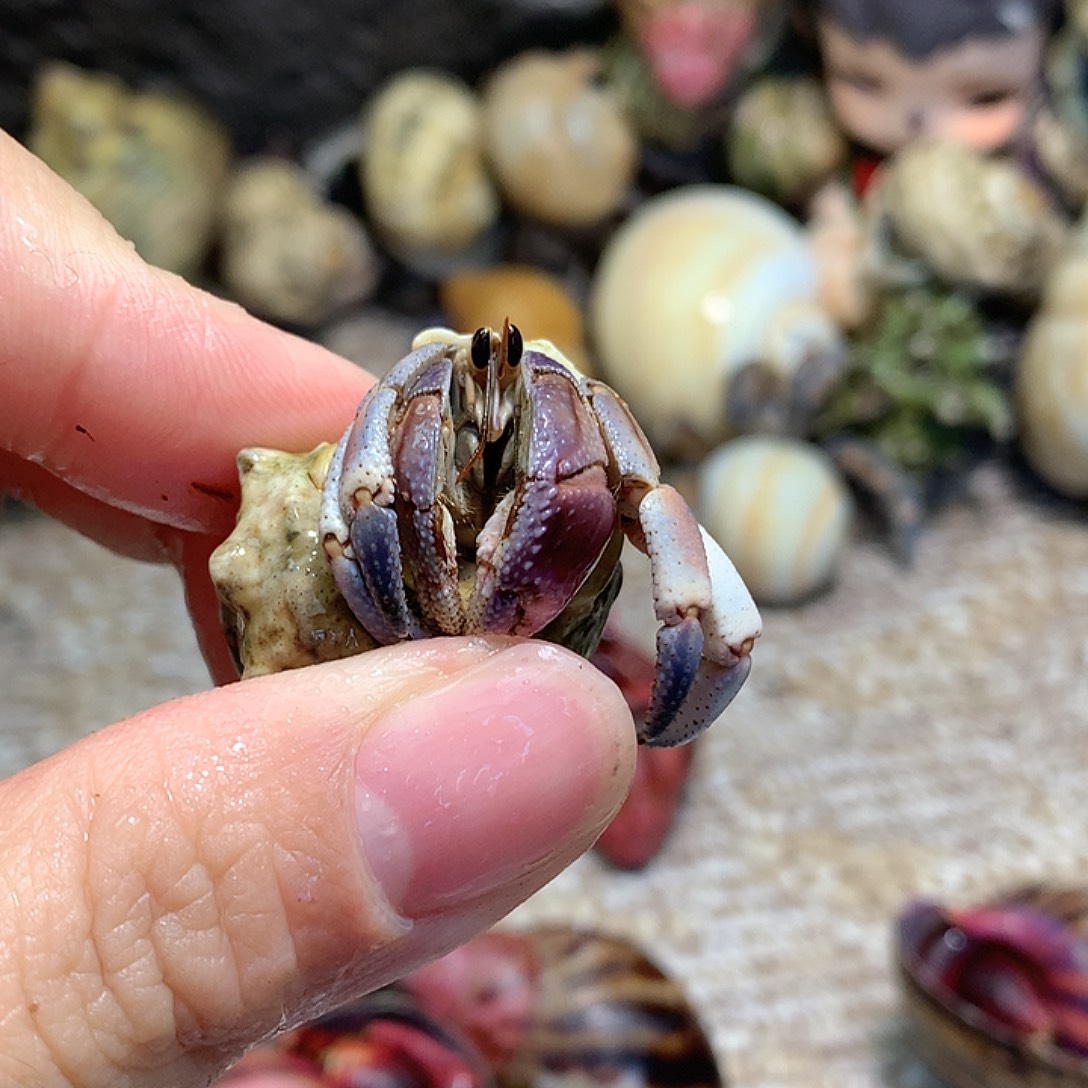 1.5口径奔跑的寄居蟹12号