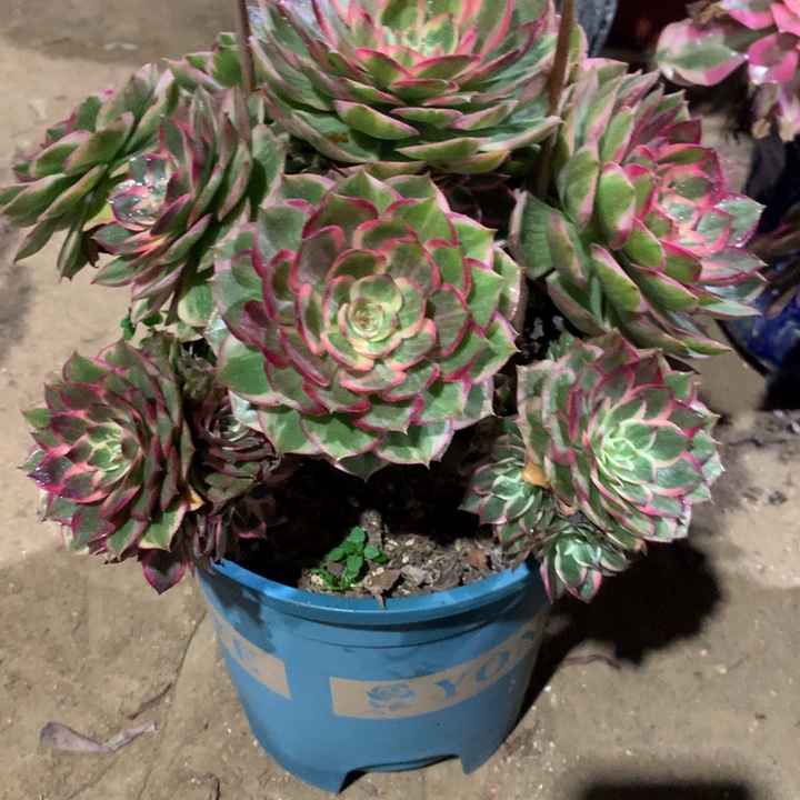 276莲花座多肉植物特价