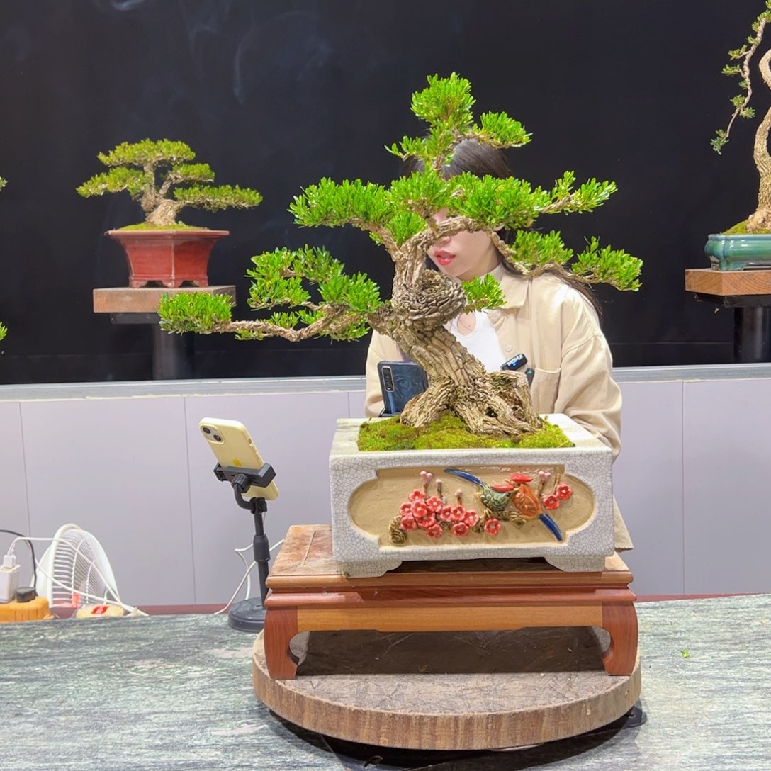 绿植黄杨盆景麻****生盆景