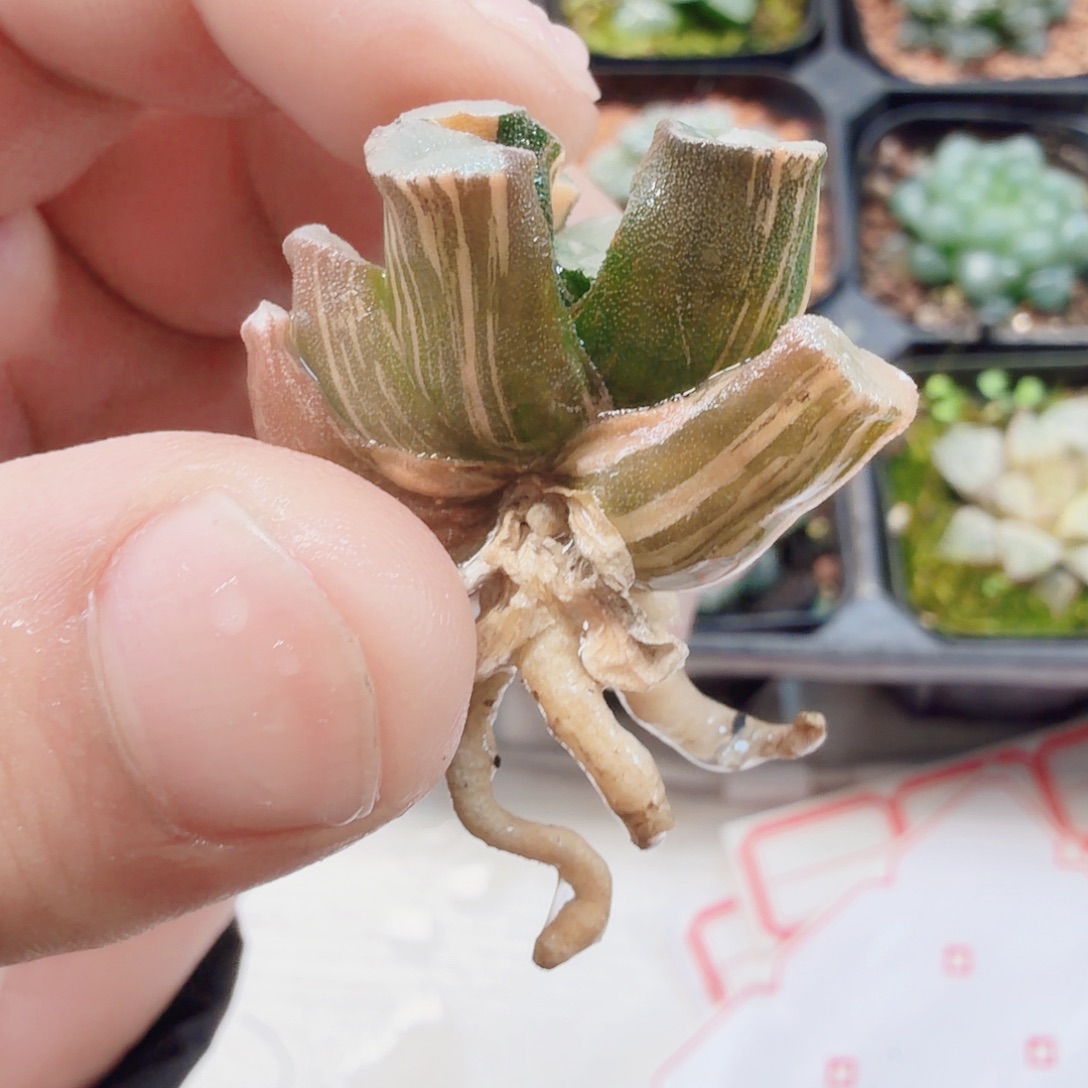 十二卷实生万象锦拉丝锦