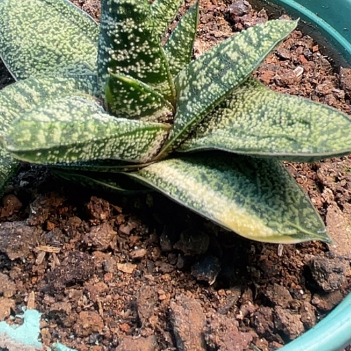 一物一拍竞拍福利拍