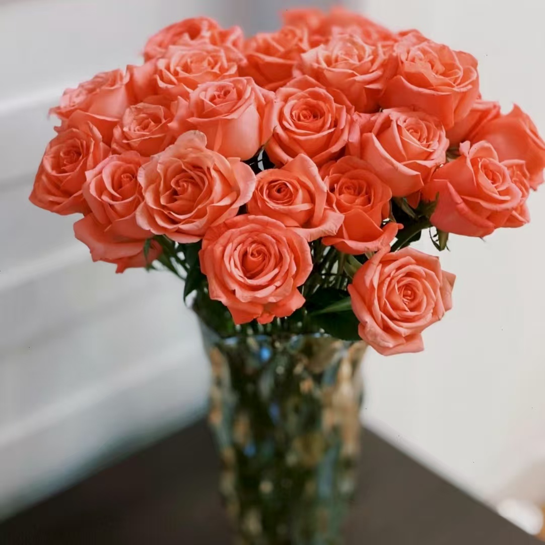 10枝影星单头玫瑰 基地花有夹枝侧枝（两单升级顺丰或者京东）