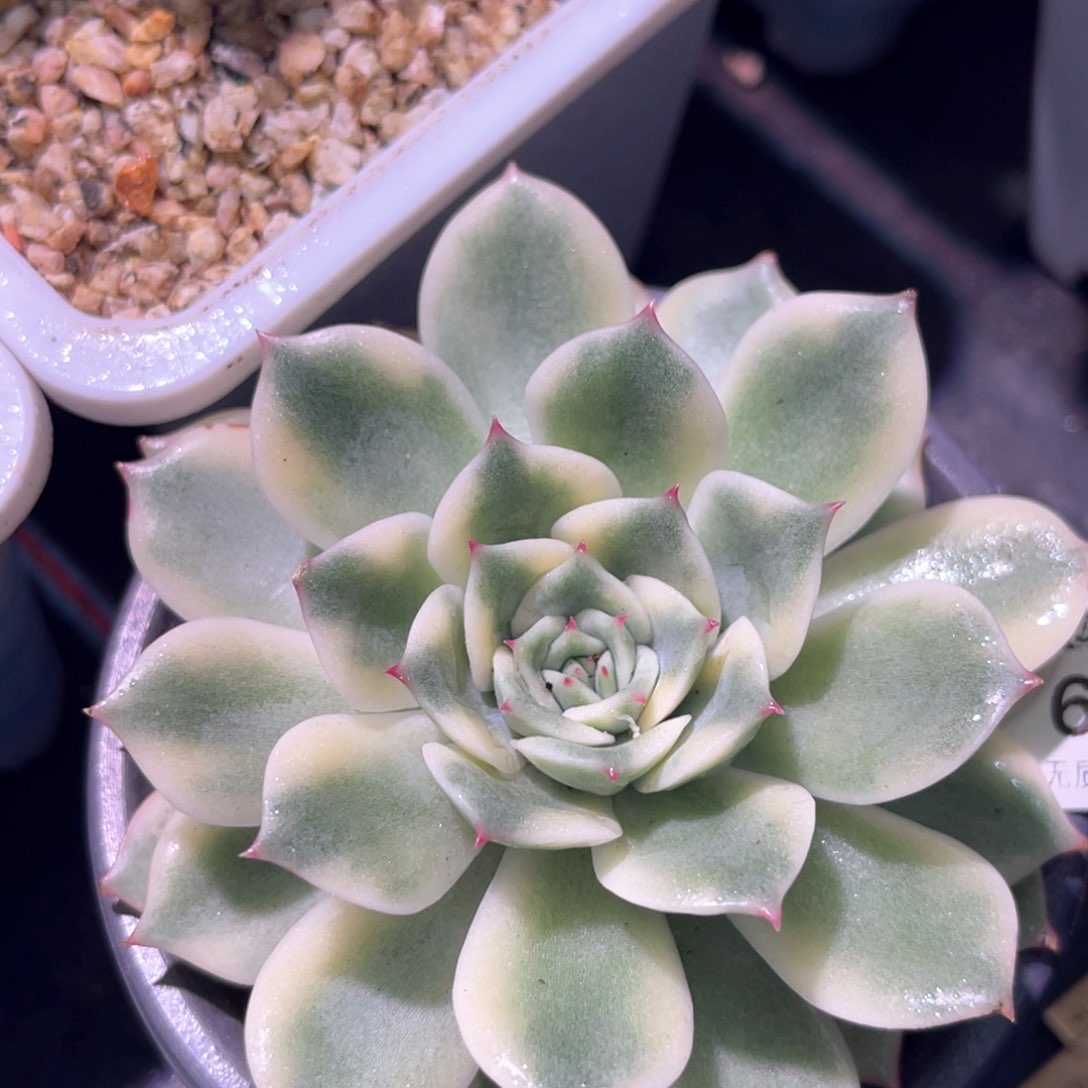 多肉特价爱丽卡锦6910